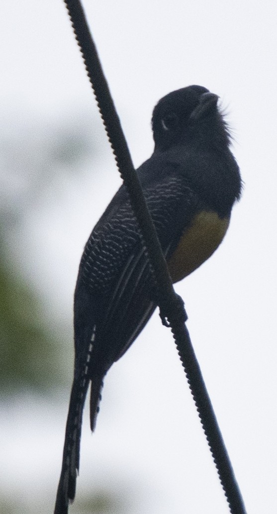 Trogon pattu - ML642057942