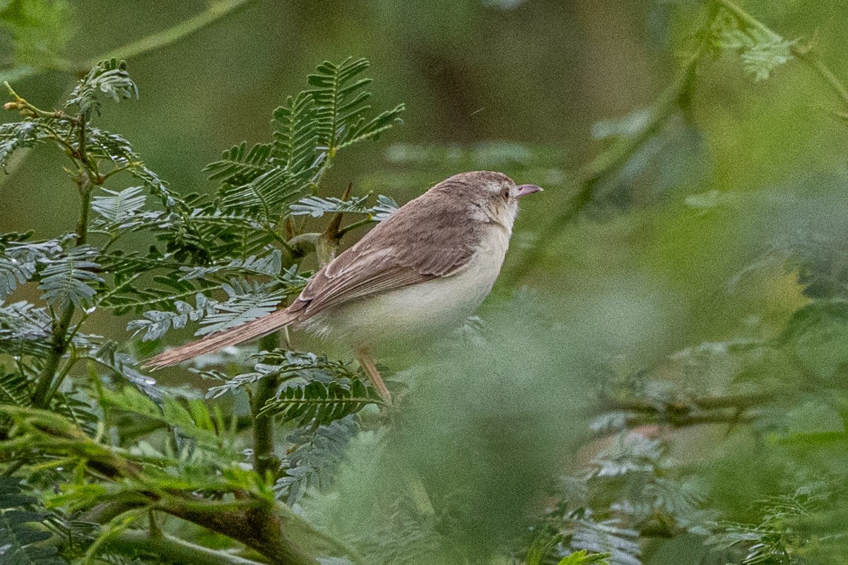 Prinia à front roux - ML642057943