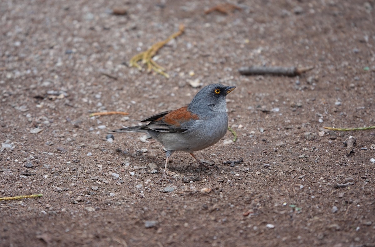 Yellow-eyed Junco - ML642057946