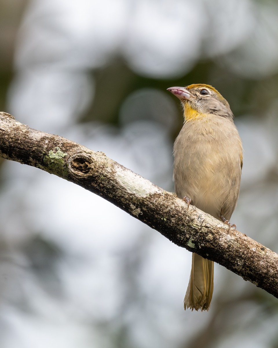 Rose-throated Tanager - ML642057953