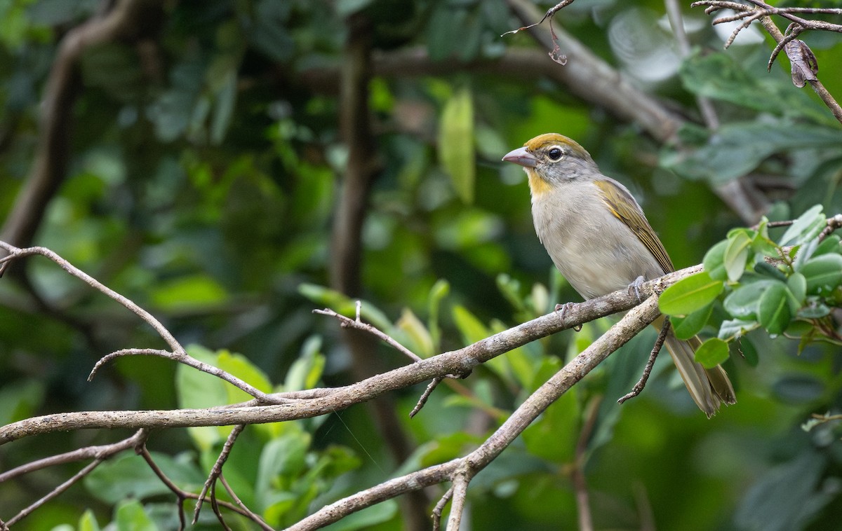Rose-throated Tanager - ML642057959
