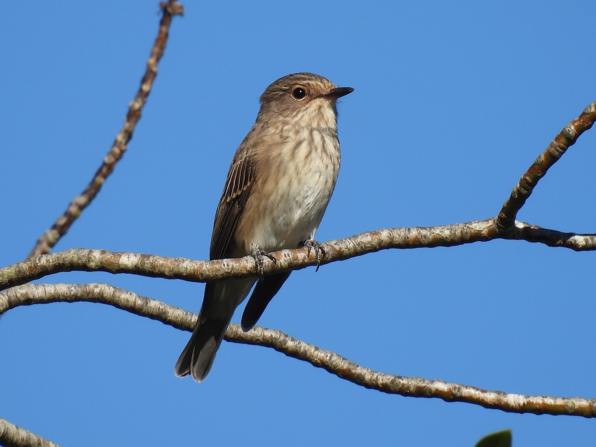 Euli-txori grisa [striata Taldekoa] - ML642057963