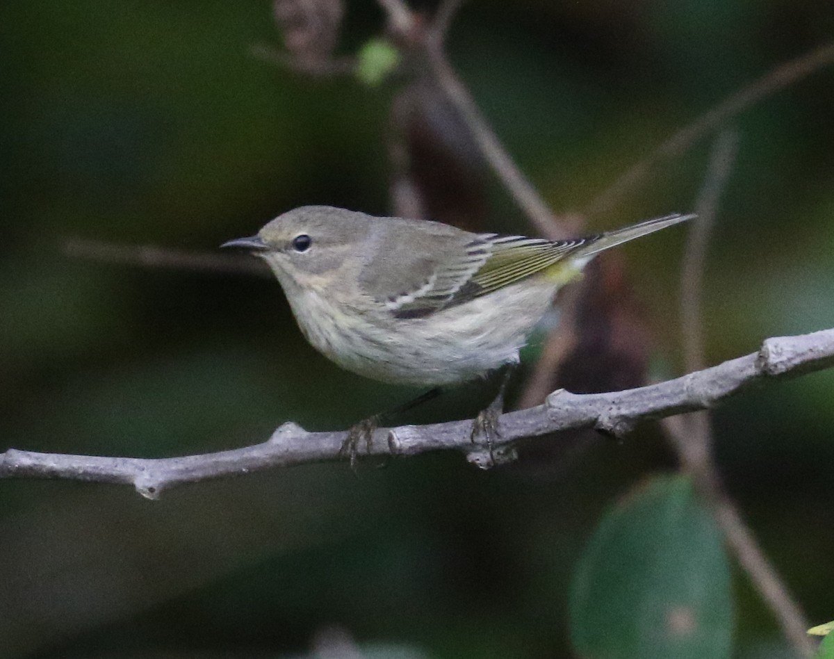 Cape May Warbler - ML642057964