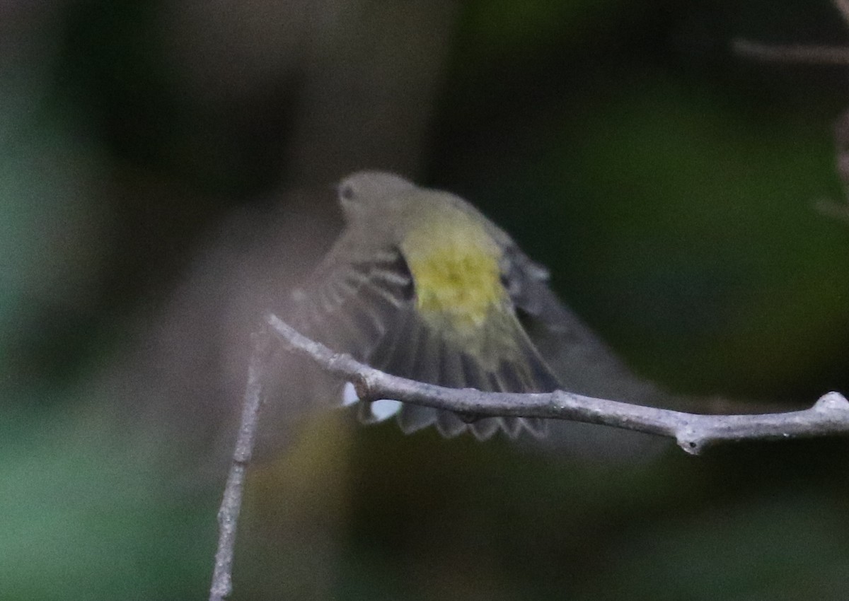 Cape May Warbler - ML642057965