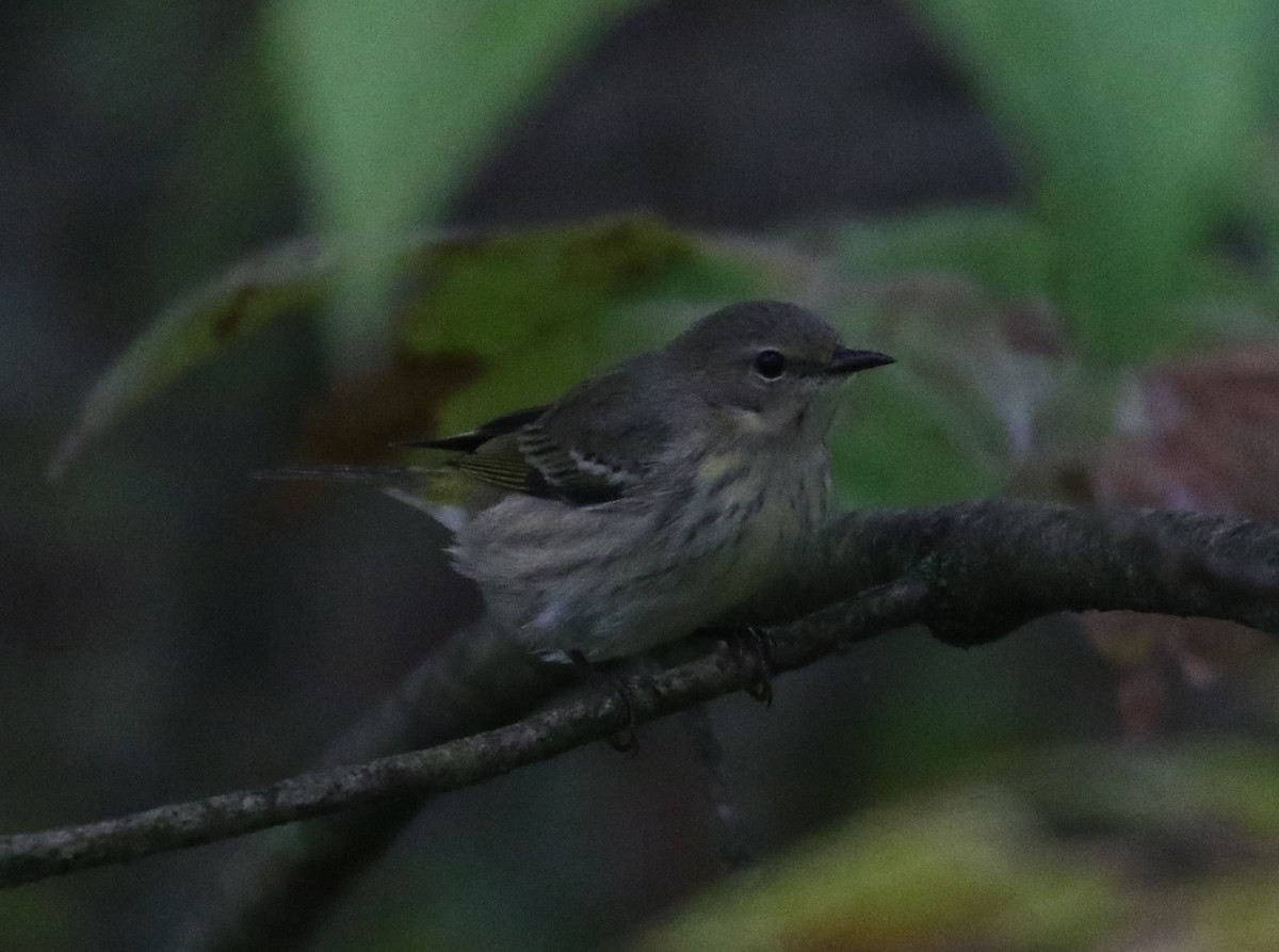 Cape May Warbler - ML642057966