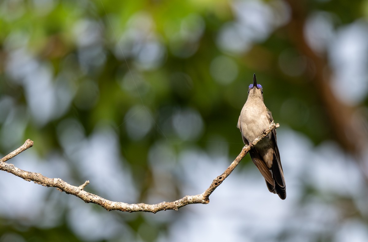 Wedge-tailed Sabrewing (Wedge-tailed) - ML642057971