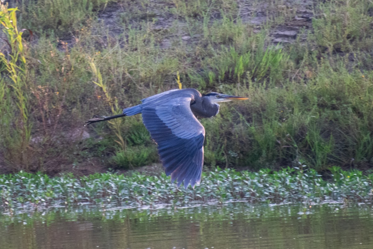 Great Blue Heron - ML642057991