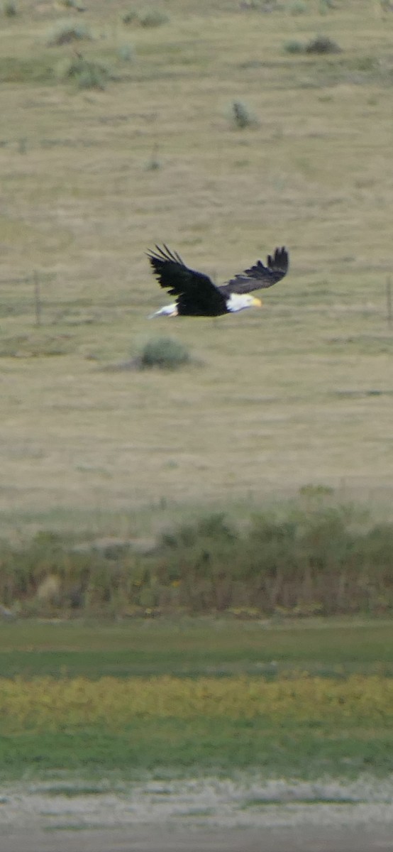 Weißkopf-Seeadler - ML642057993