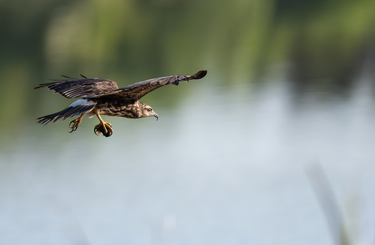 Snail Kite - ML642058003