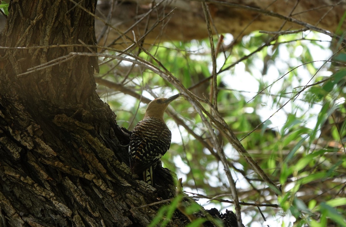 Gila Woodpecker - ML642058017