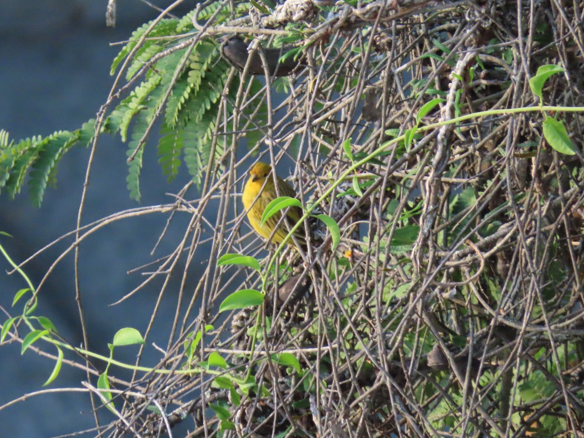 Saffron Finch - ML642058042