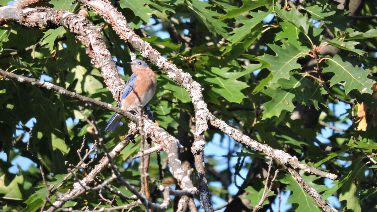 Eastern Bluebird - ML642058051