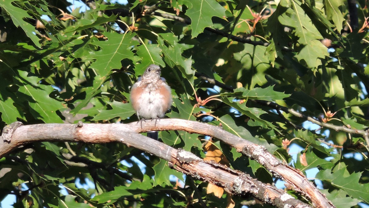 Eastern Bluebird - ML642058052