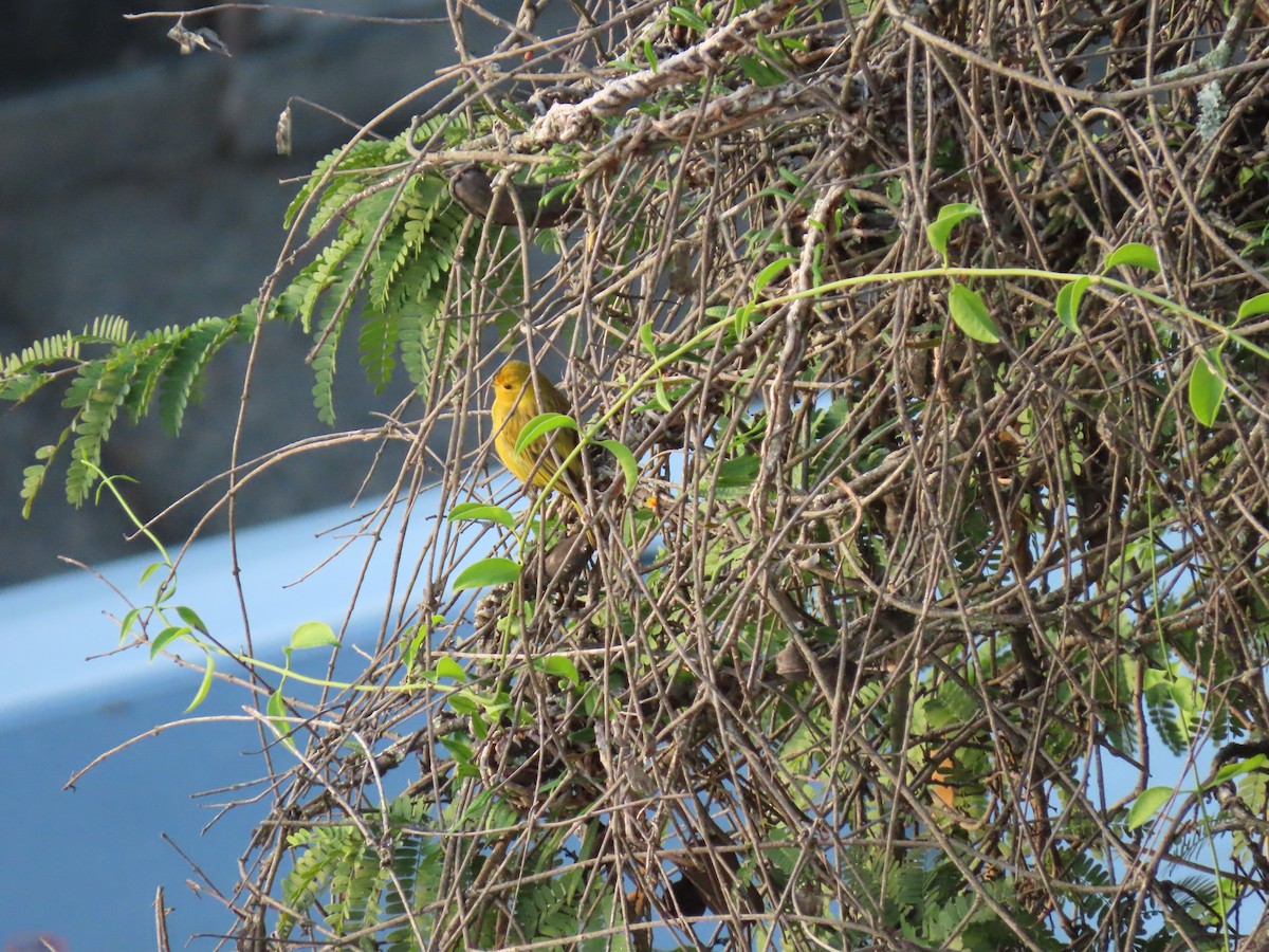 Saffron Finch - ML642058057
