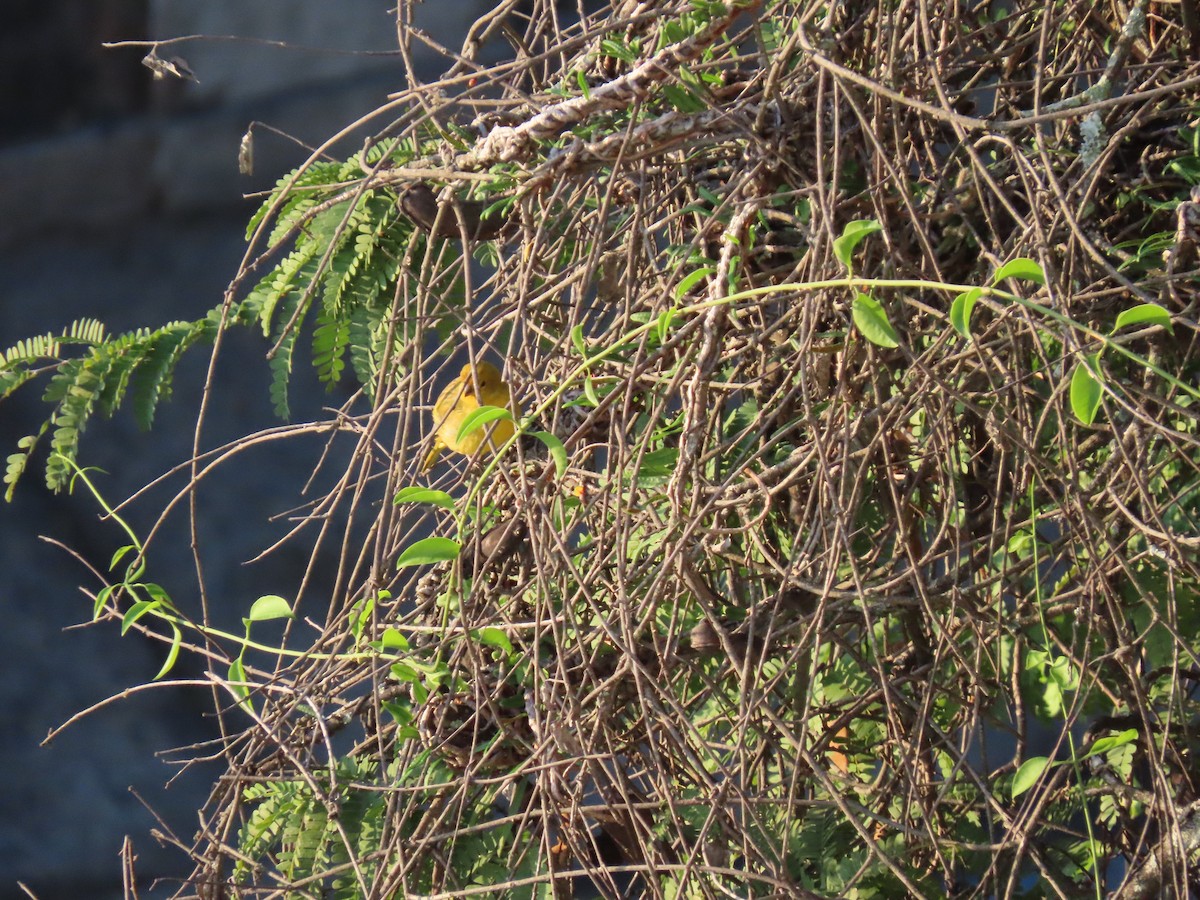 Saffron Finch - ML642058070