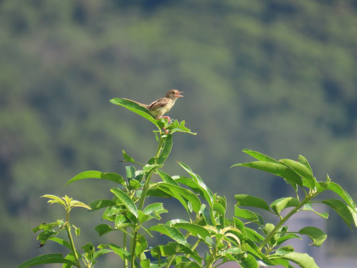 Prinia Sencilla - ML642058082