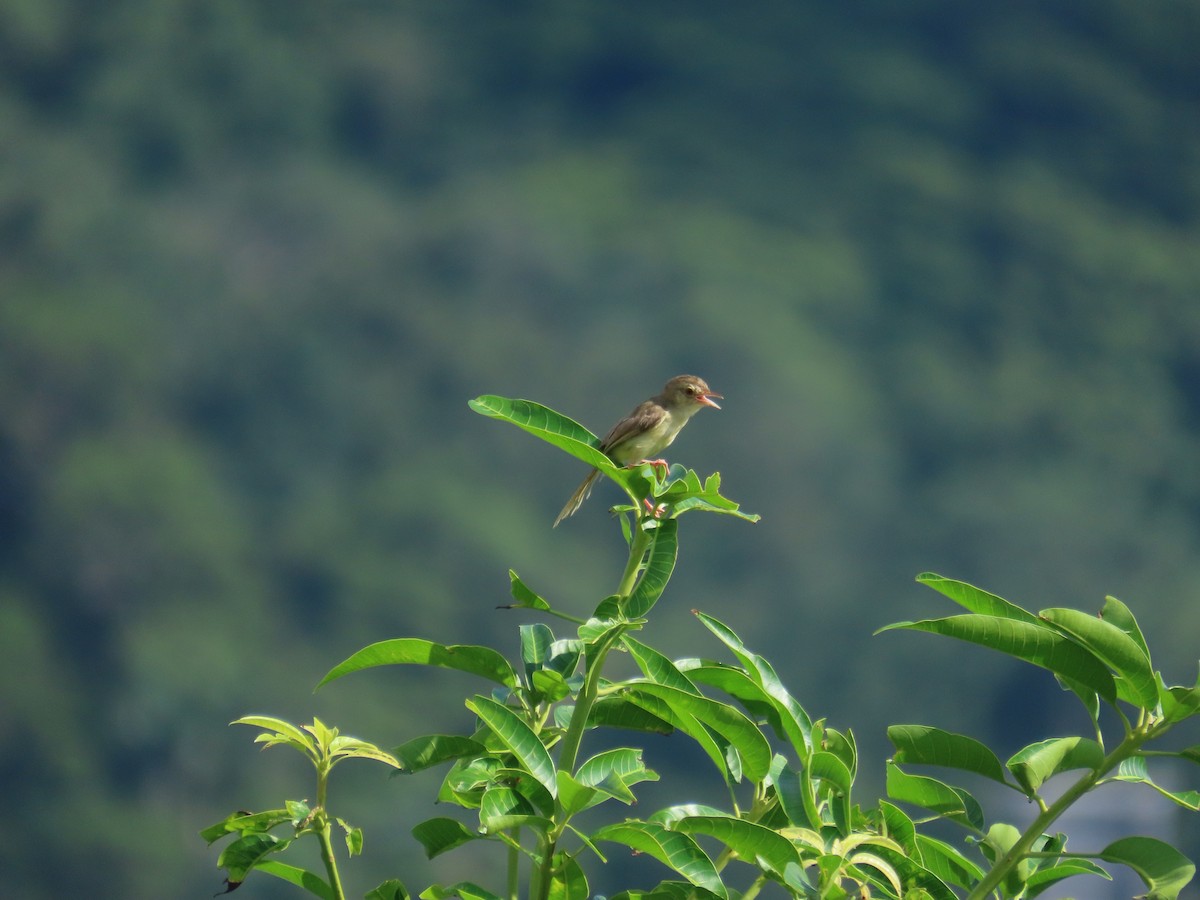 Prinia Sencilla - ML642058083