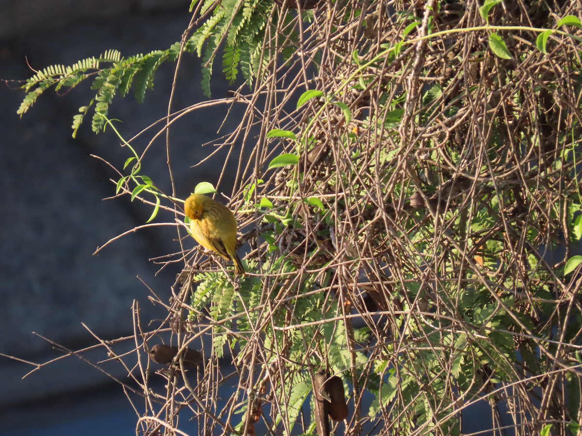 Safrangilbtangare - ML642058087