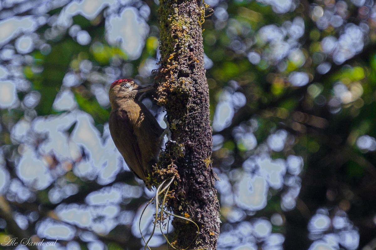 Smoky-brown Woodpecker - ML642058106