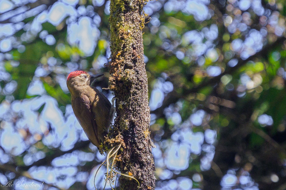 Smoky-brown Woodpecker - ML642058108