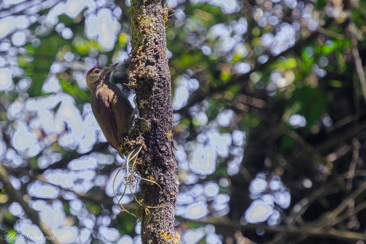 Smoky-brown Woodpecker - ML642058109
