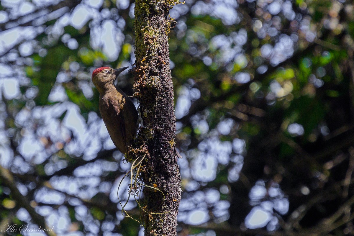 Smoky-brown Woodpecker - ML642058110