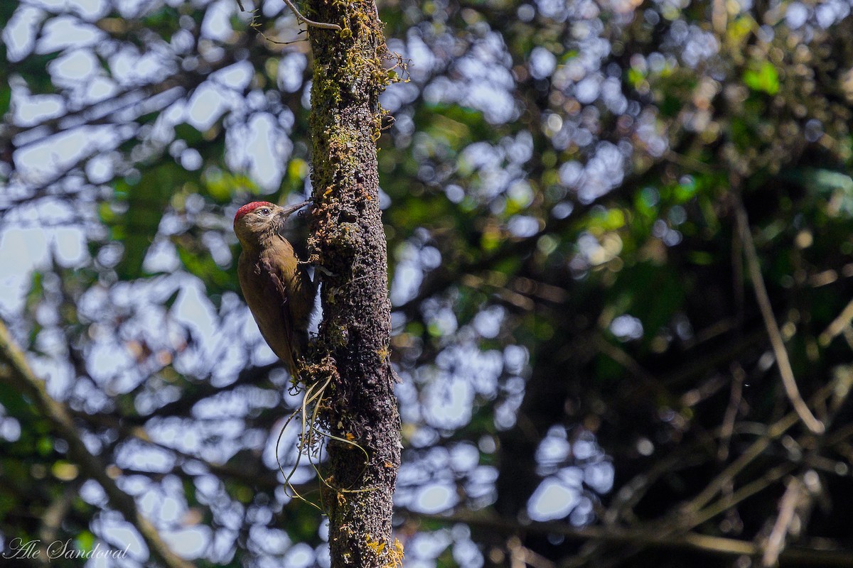 Smoky-brown Woodpecker - ML642058111