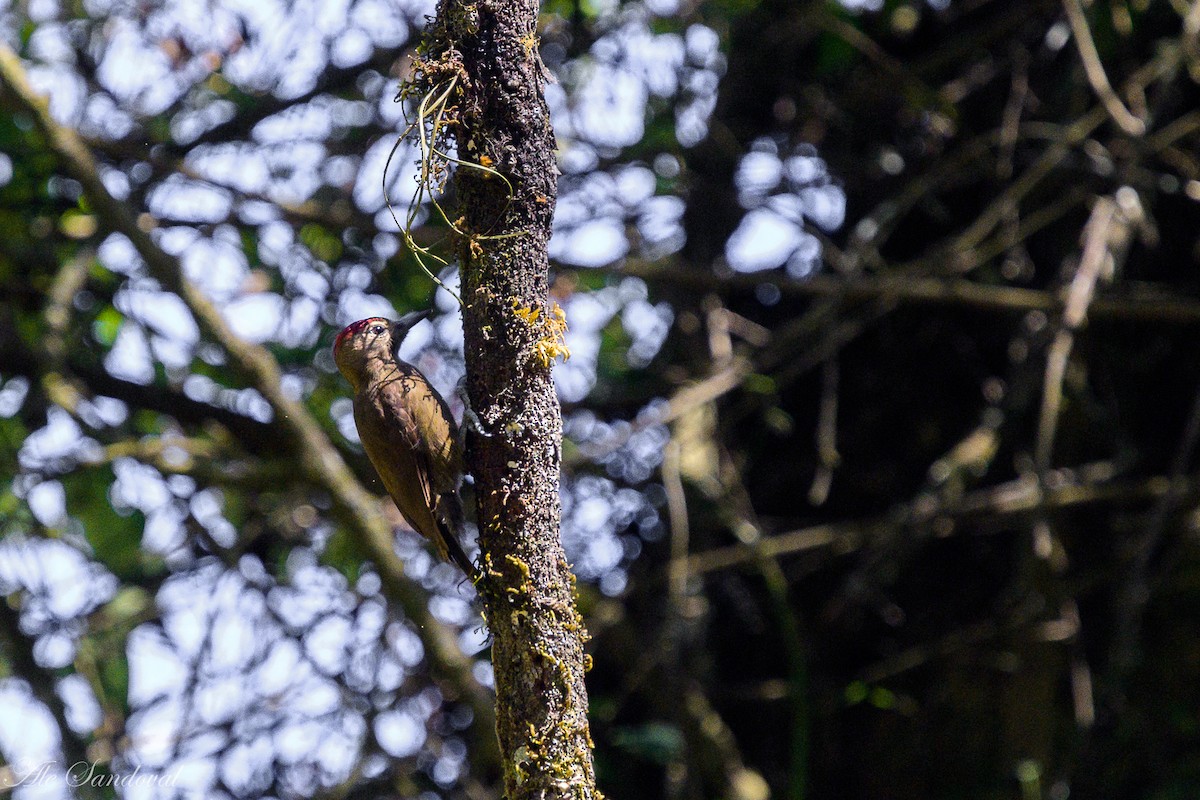 Smoky-brown Woodpecker - ML642058114