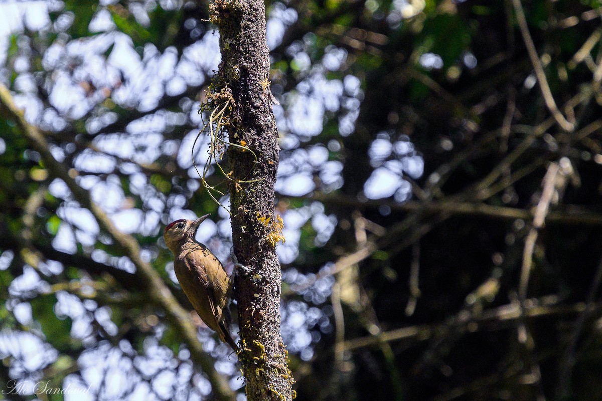 Smoky-brown Woodpecker - ML642058115