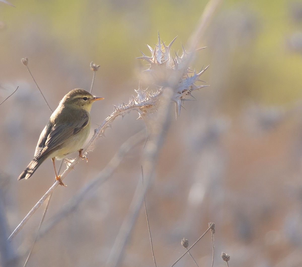 Willow Warbler - ML642058132