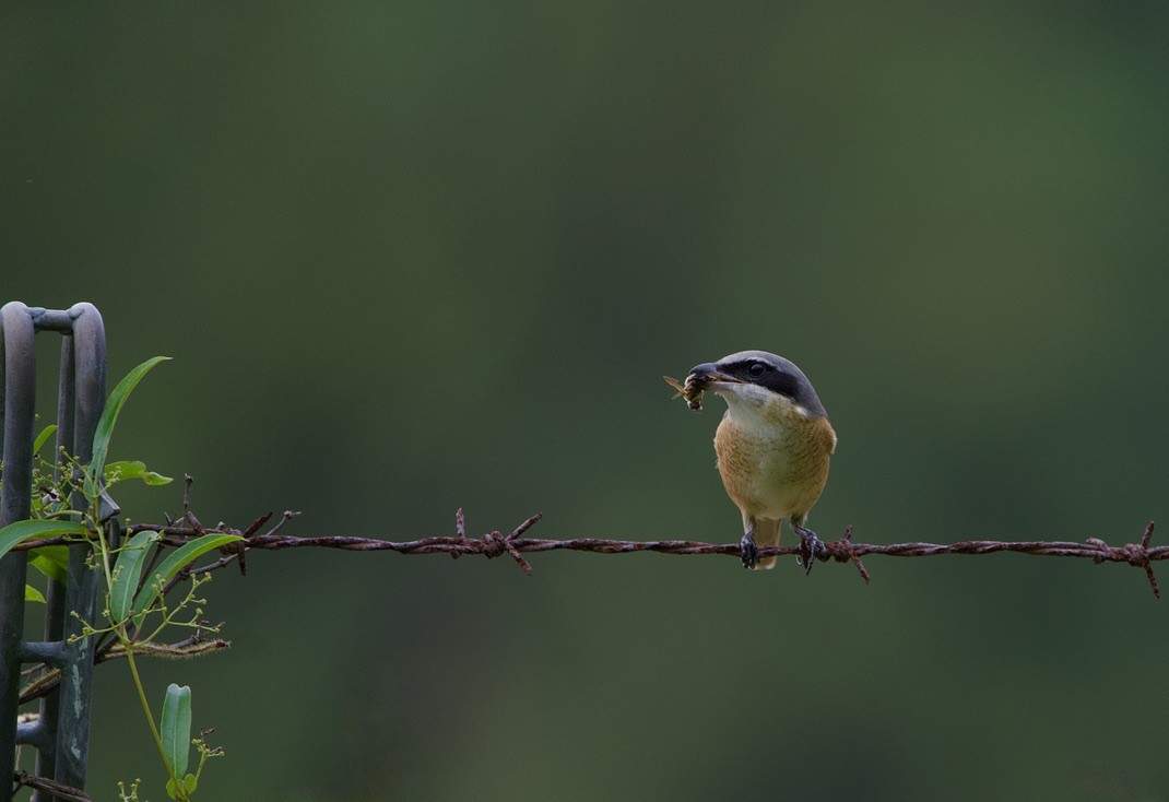 Brown Shrike (Philippine) - ML642058133