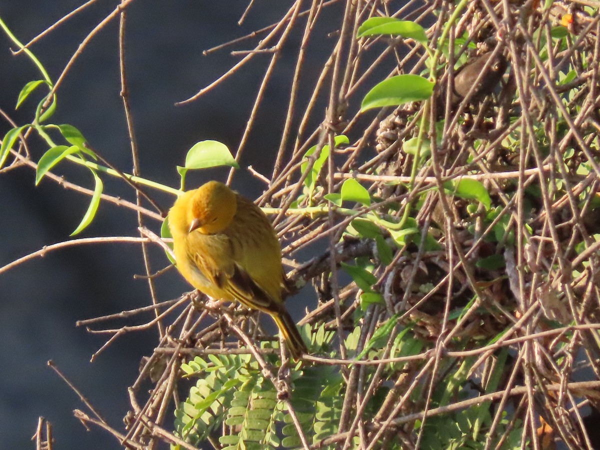 Saffron Finch - ML642058134