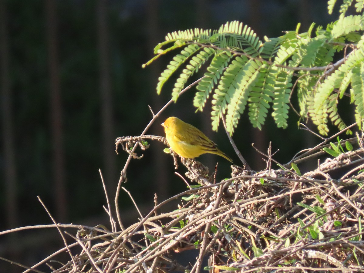 Saffron Finch - ML642058148