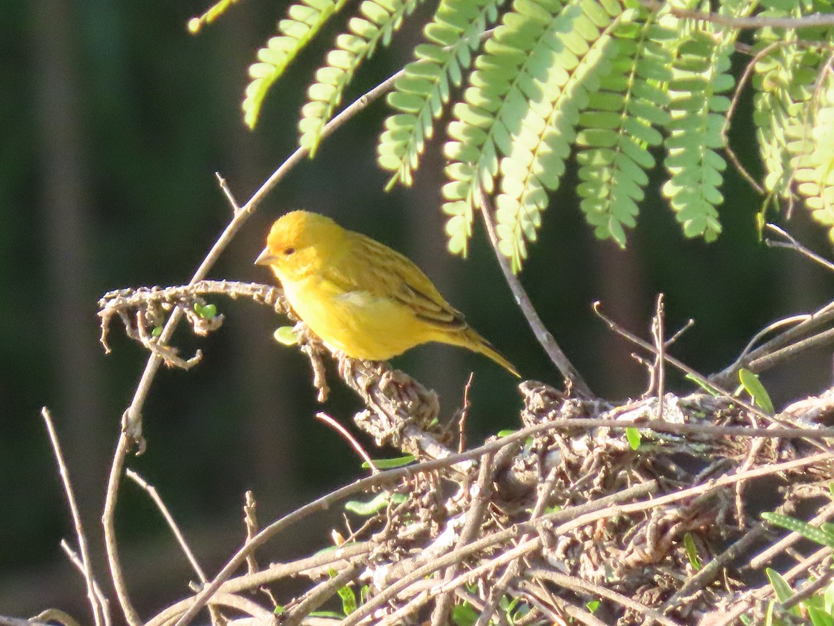 Saffron Finch - ML642058150