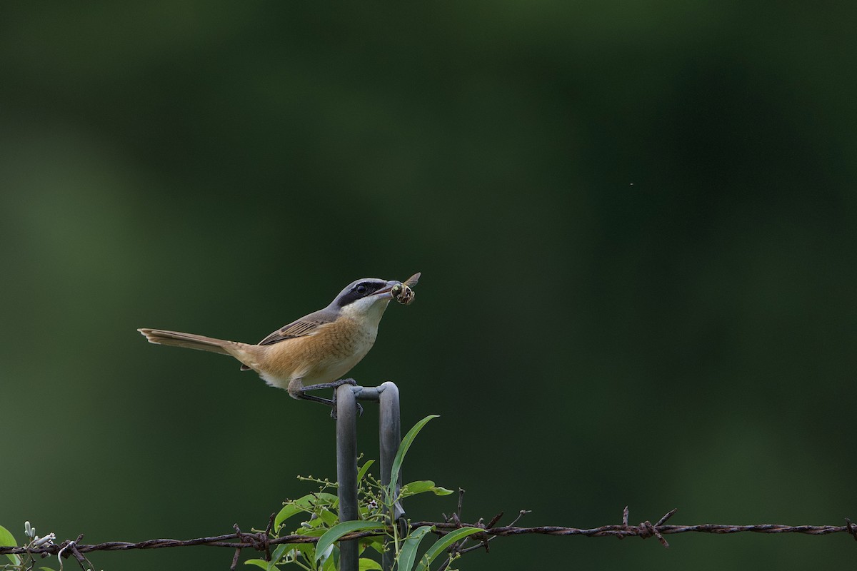 ťuhýk hnědý (ssp. lucionensis) - ML642058155