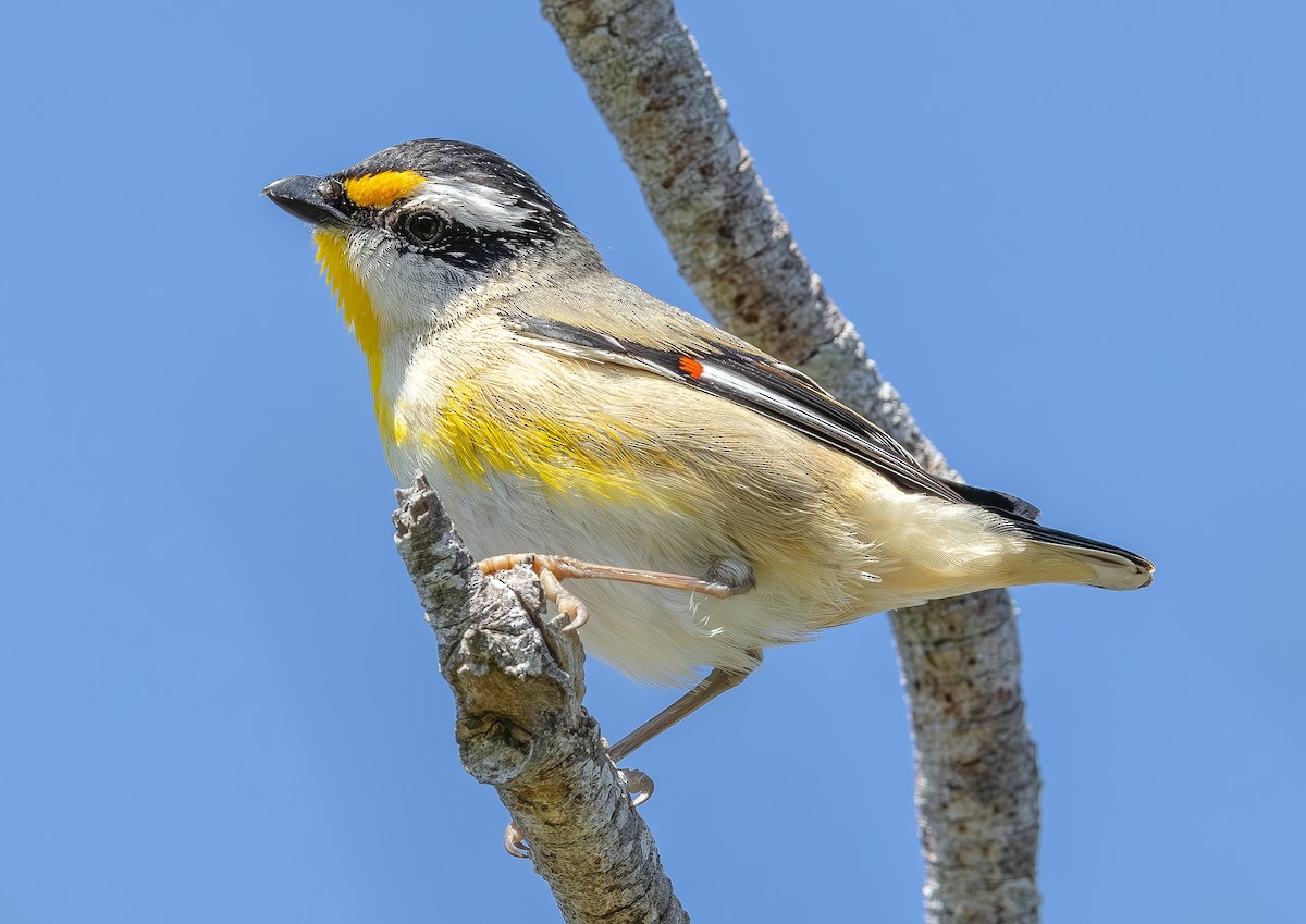 Striated Pardalote - ML642058175