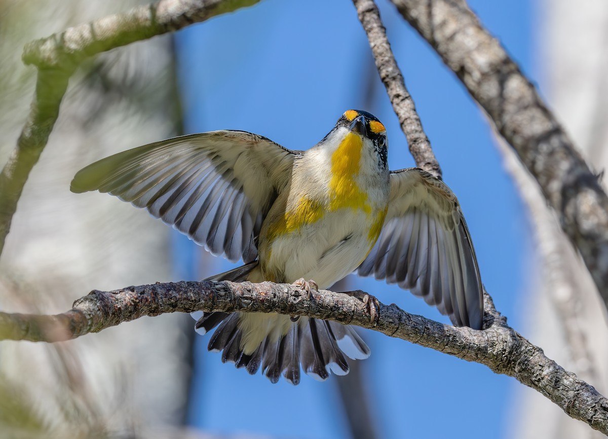Striated Pardalote - ML642058176