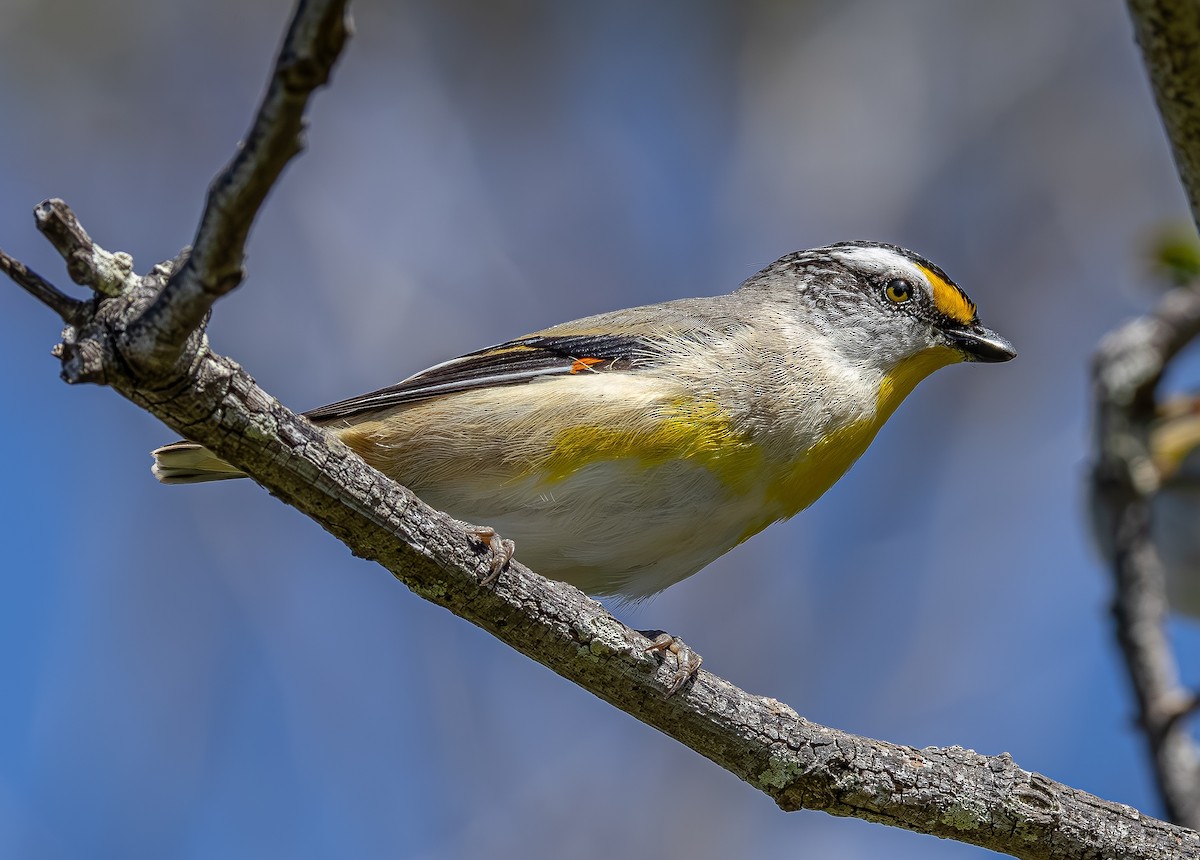 Striated Pardalote - ML642058177