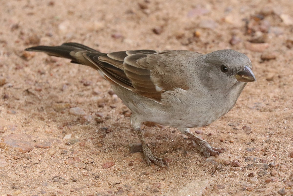 Swahili Sparrow - ML642058181