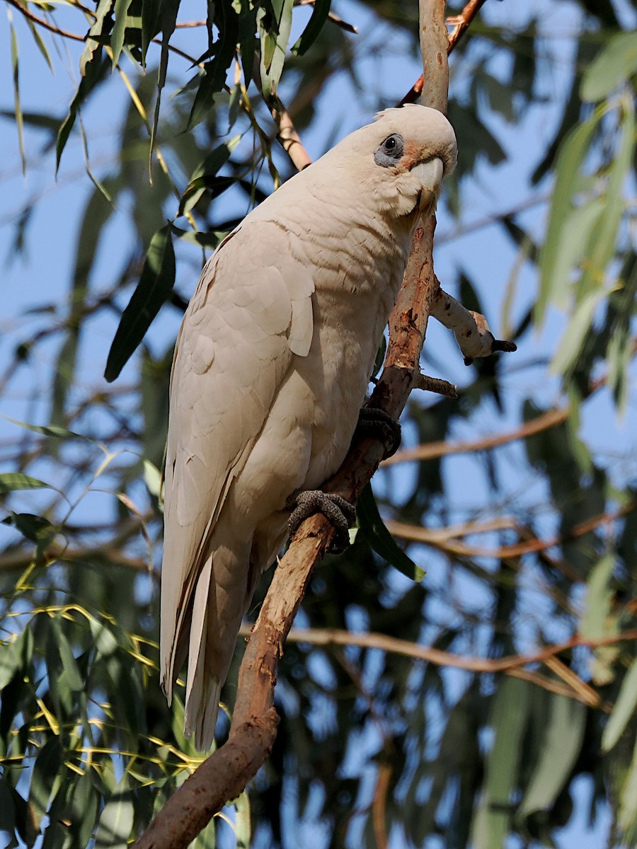 kakadu ostrozobý - ML642058182