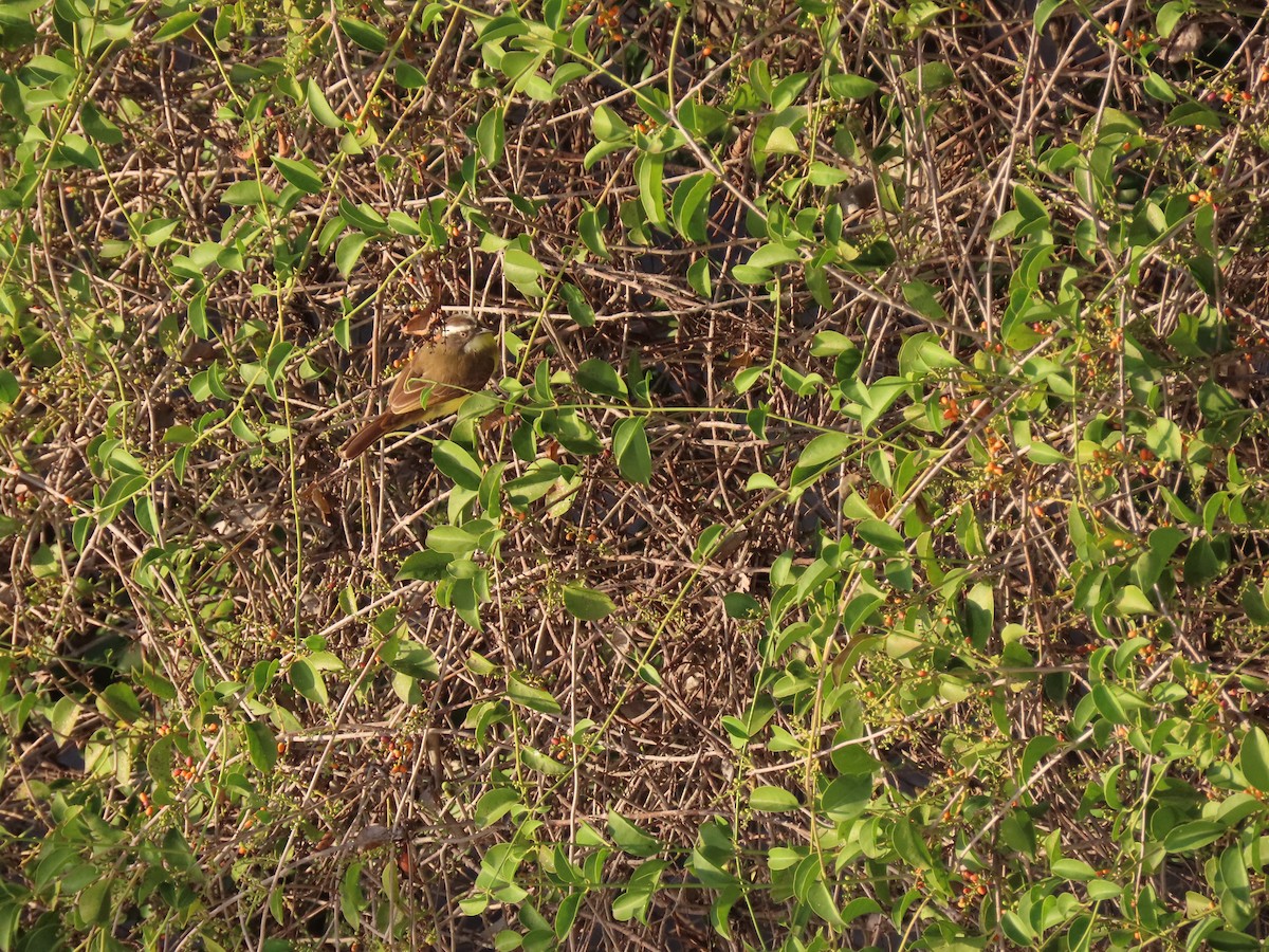 Social Flycatcher - ML642058183