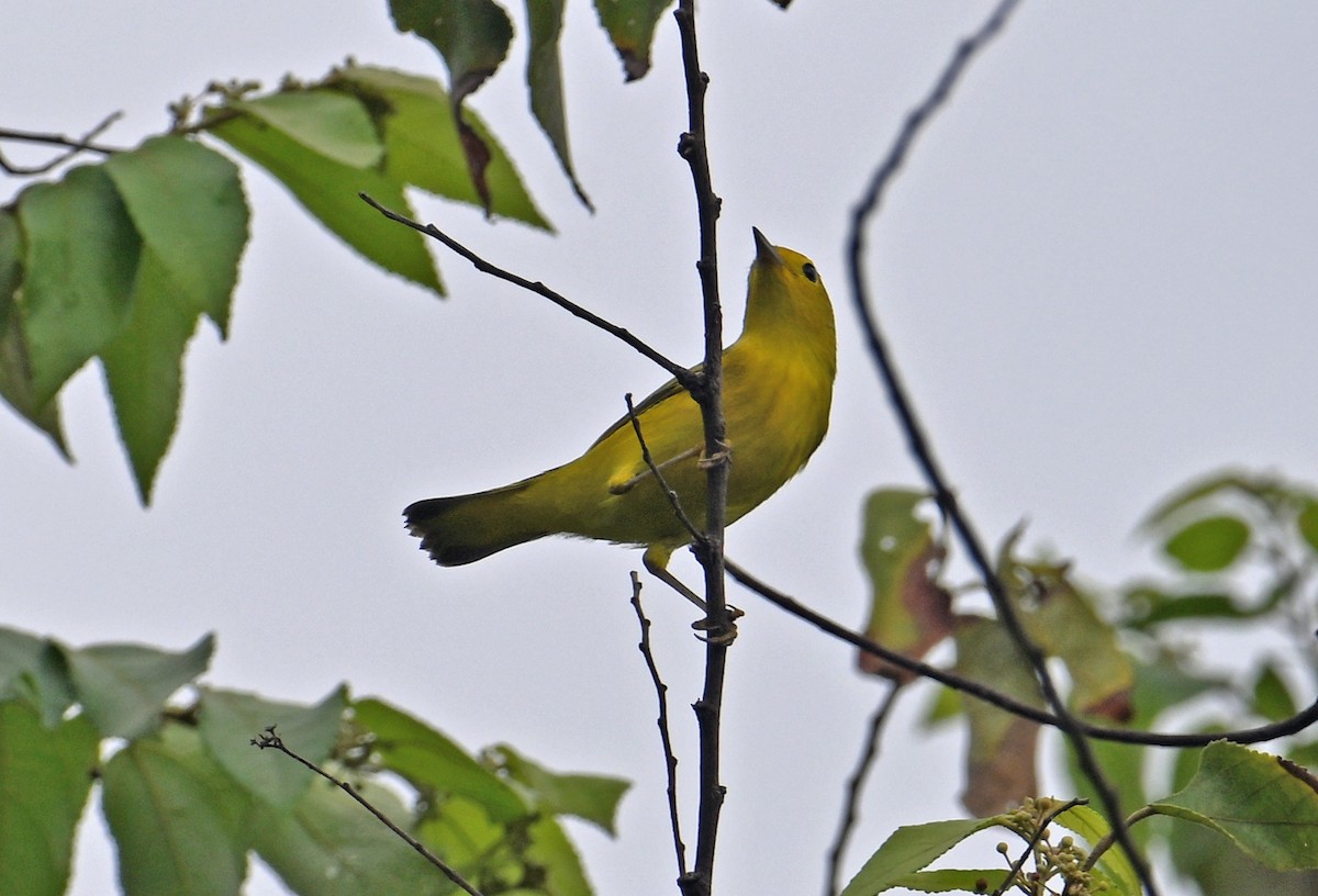 Yellow Warbler - ML642058188