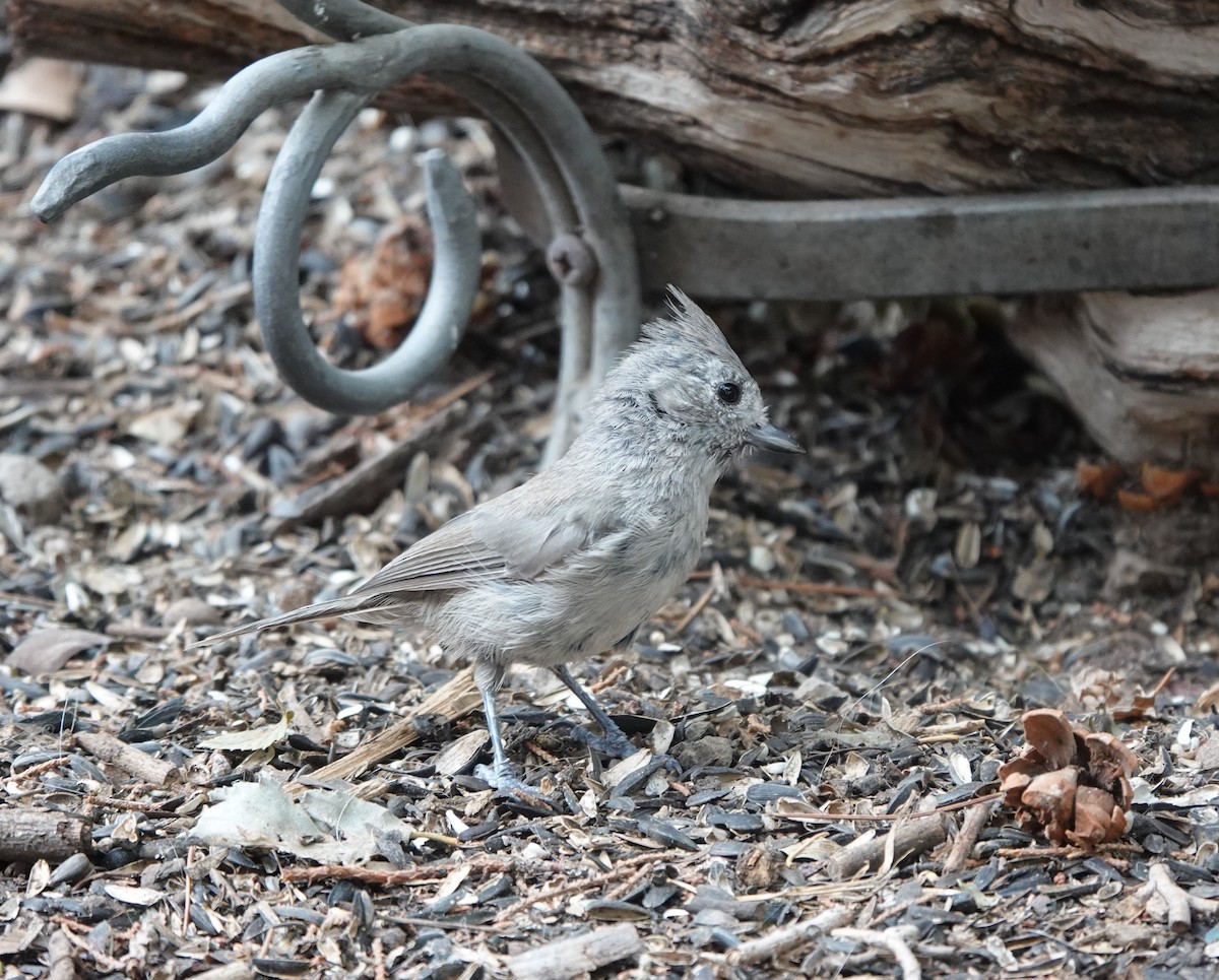 Juniper Titmouse - ML642058194