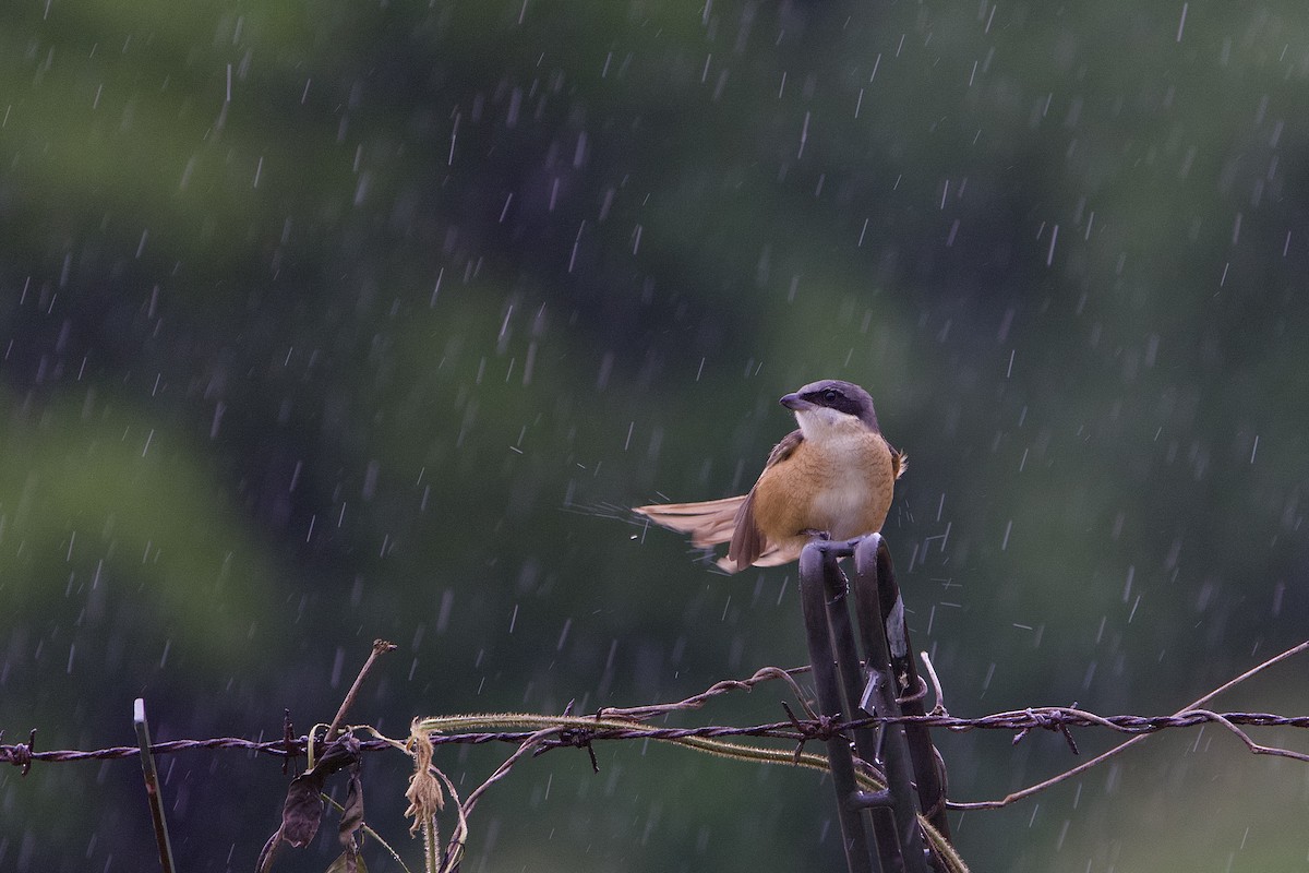 Brown Shrike (Philippine) - ML642058206