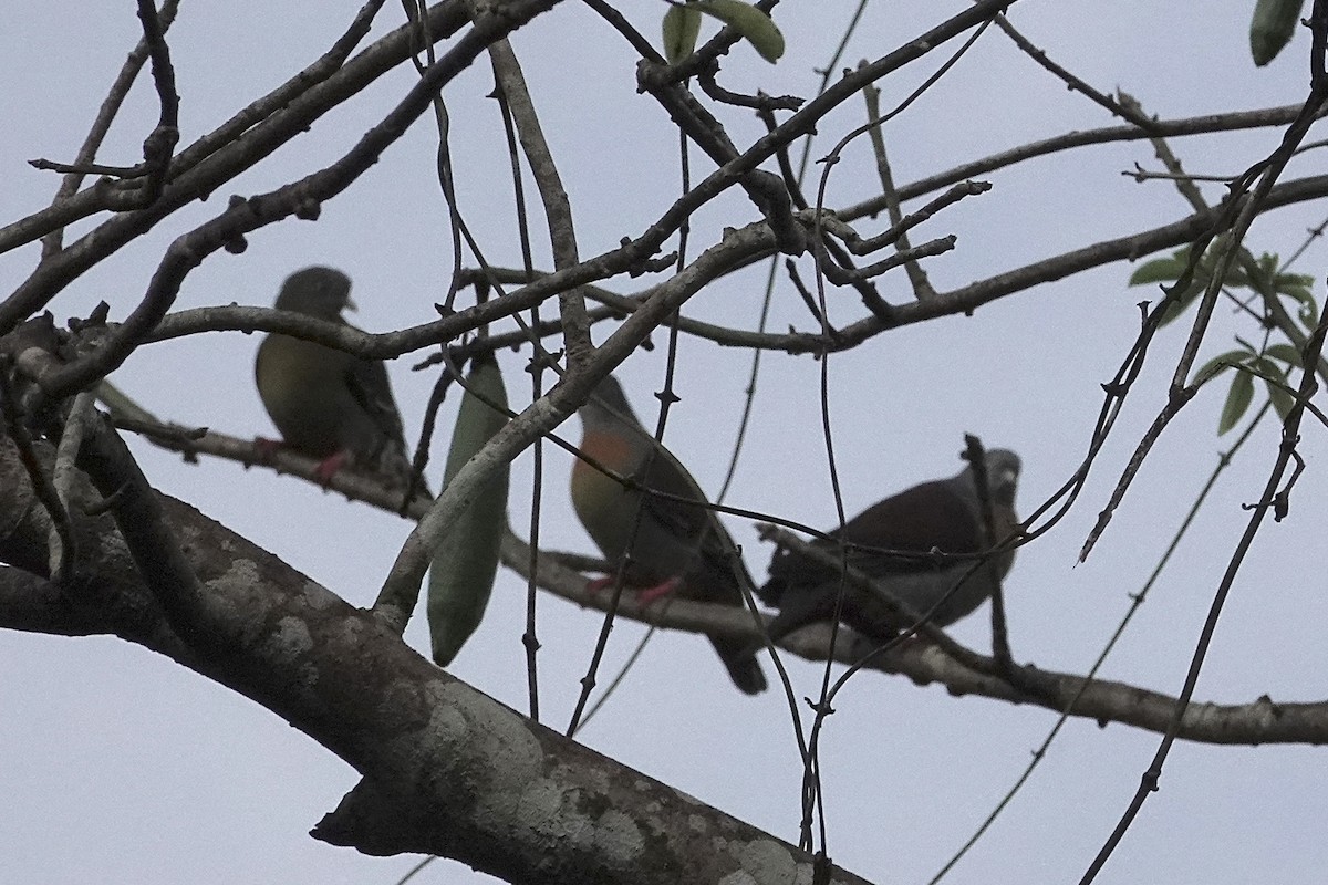 Little Green-Pigeon - ML642058207