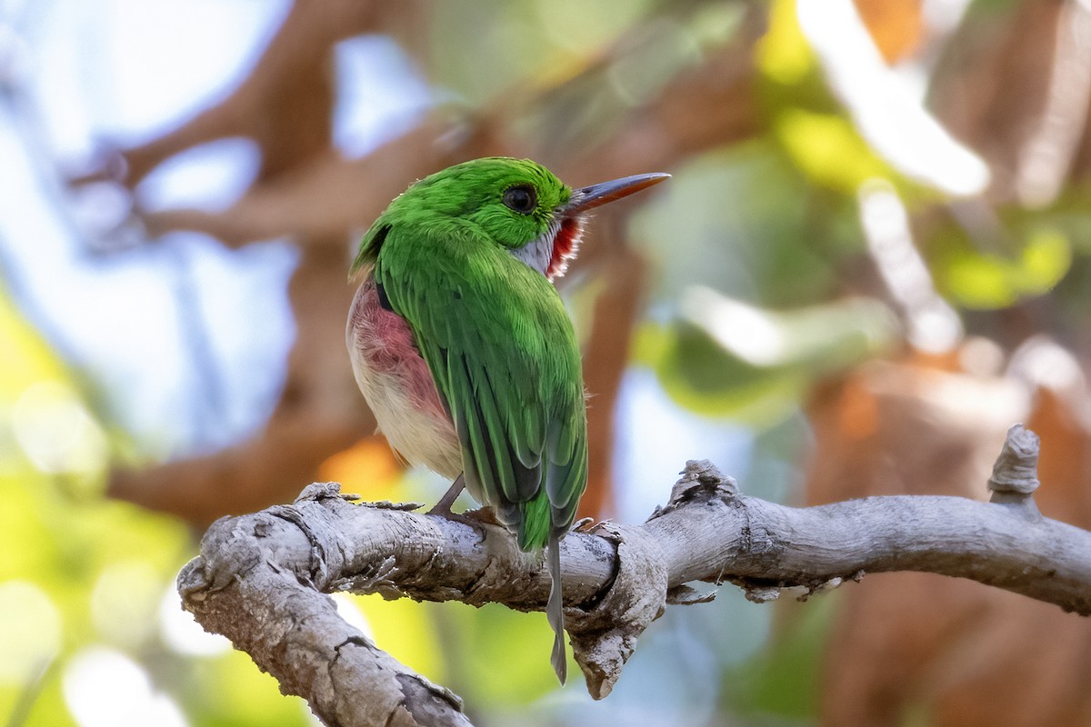 Broad-billed Tody - ML642058212