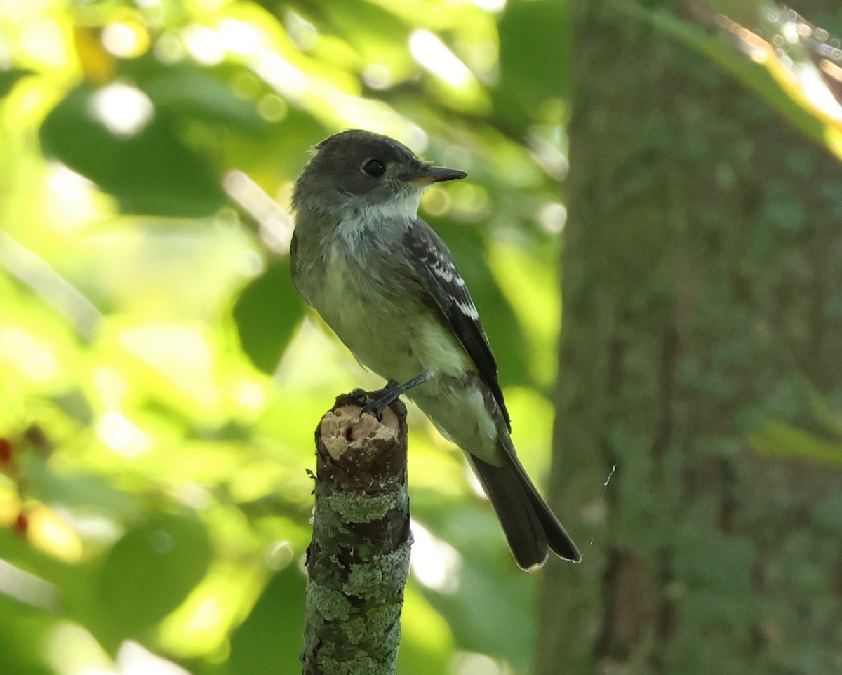 Eastern Wood-Pewee - ML642058216