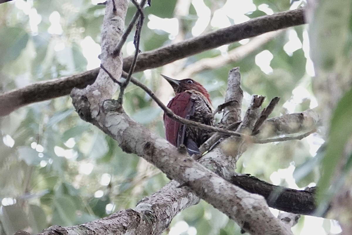 Banded Woodpecker - ML642058226