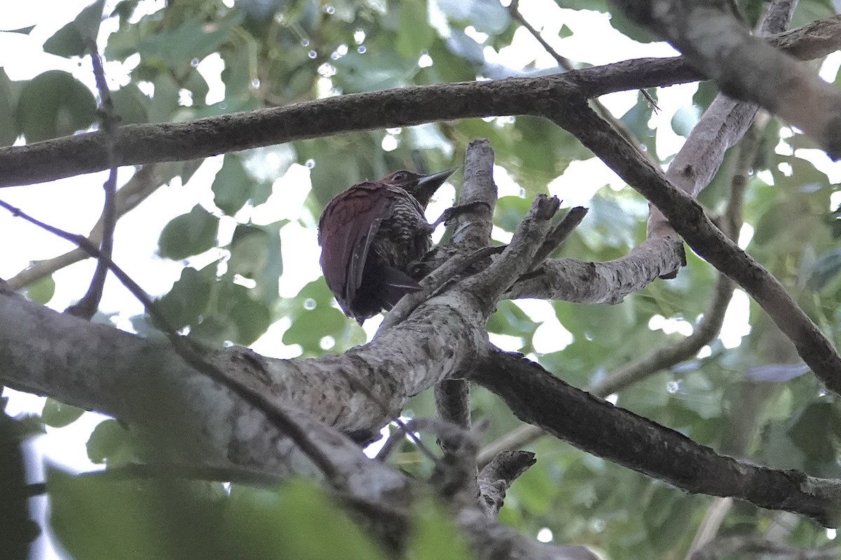 Banded Woodpecker - ML642058227