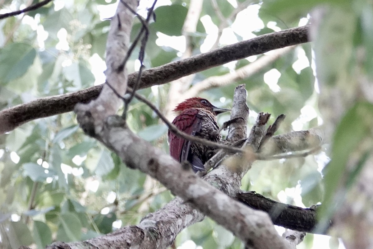 Banded Woodpecker - ML642058228